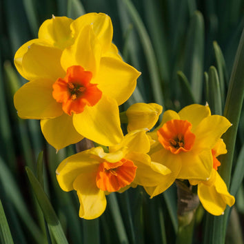 Large-Cupped Narcissus Bulbs