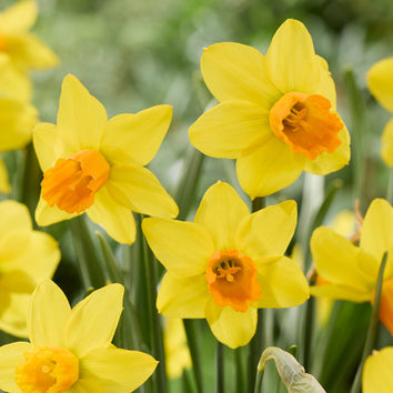 Cyclamineus Narcissus Bulbs