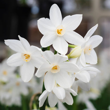 Tazetta Narcissus Bulbs