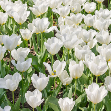 Fosteriana Tulip Bulbs