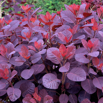 Cotinus Plants