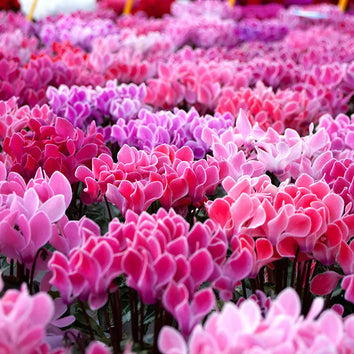 Cyclamen Plants