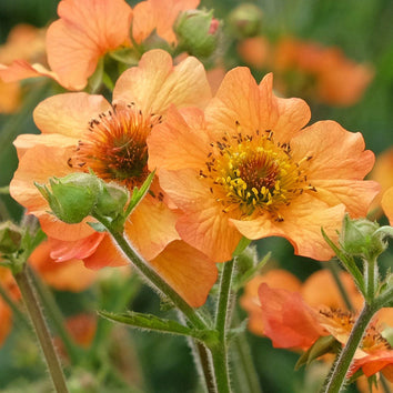 Geum Plants