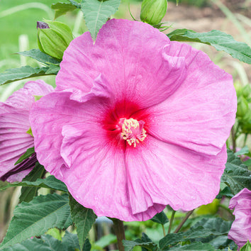 Hibiscus Plants