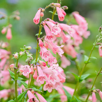 Penstemon Plants