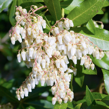 Pieris Plants