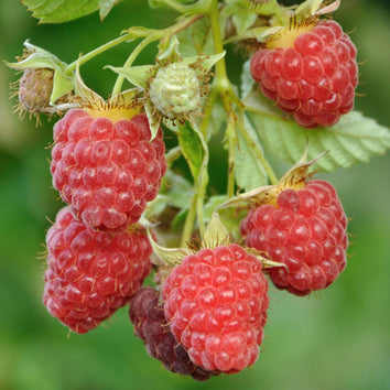 Raspberry Plants