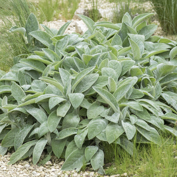 Stachys Plants