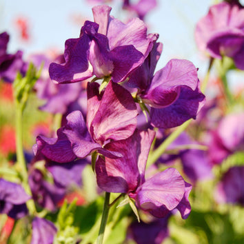 Sweet Pea Seeds