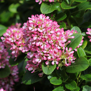 Escallonia Plants