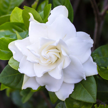 Gardenia Plants