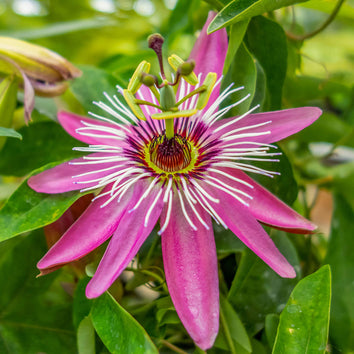 Passiflora Plants