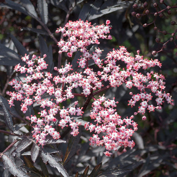 Sambucus Plants