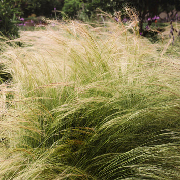 Stipa Plants