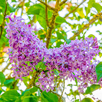 Buy 3 get 10% off Trees