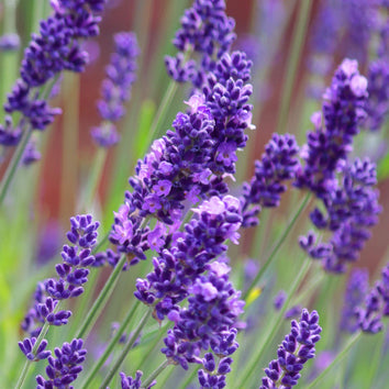 Lavender Plants