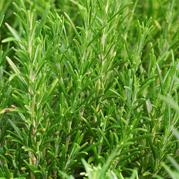 Rosemary Plants