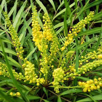 Mahonia Plants