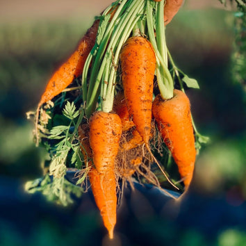 Carrot Seeds