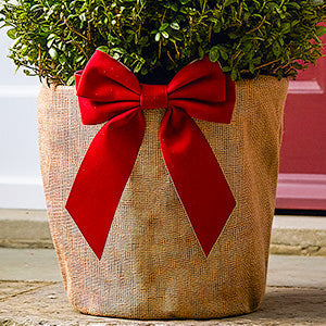 Gift Wrapped Plants