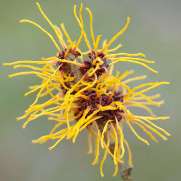 Hamamelis Plants