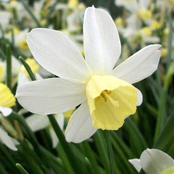 Jonquilla Narcissus Bulbs