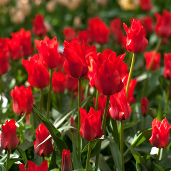 Greigii Tulip Bulbs