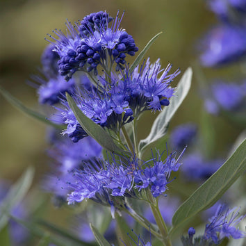 Caryopteris Plants