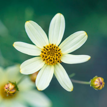 Coreopsis Plants