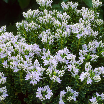 Hebe Plants