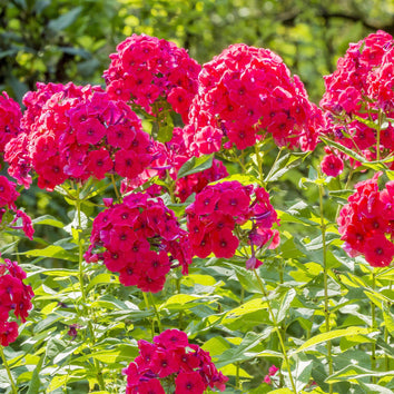Phlox Plants