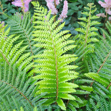 Polystichum Plants