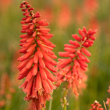 Kniphofia Plants