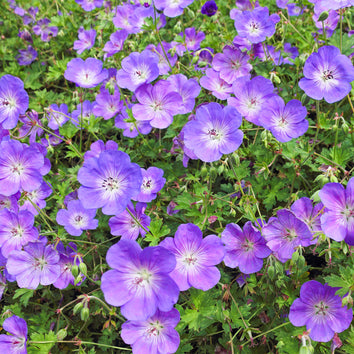 Hardy Geranium Plants