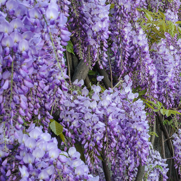 Wisteria Plants
