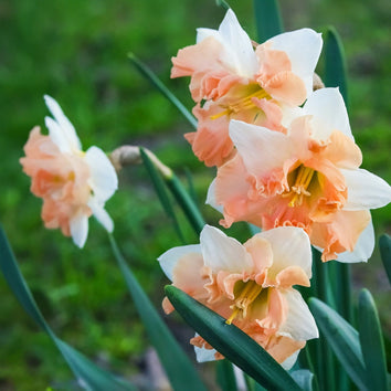 Split-Cupped Narcissus Bulbs