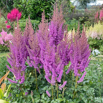 Astilbe Plants