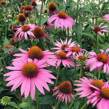 Echinacea Plants