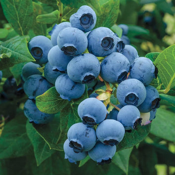 Blueberry Plants