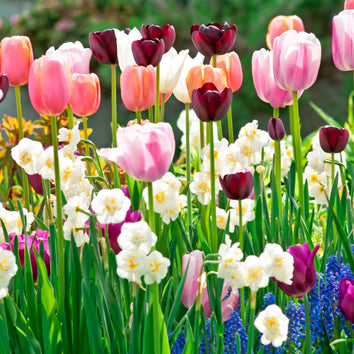 Spring Bulb Collections
