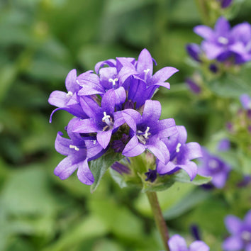Campanula Plants