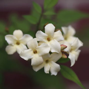 Jasminum Plants