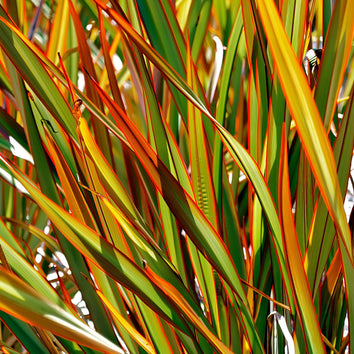 Phormium Plants