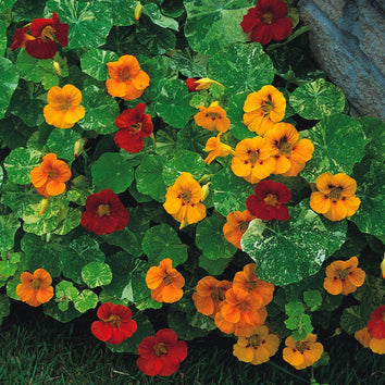 Nasturtium Plants