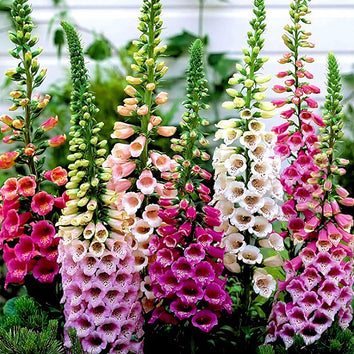 Foxglove Seeds