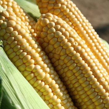 Sweet Corn Seeds