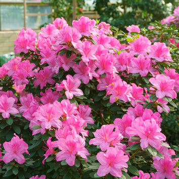 Azalea Patio Trees