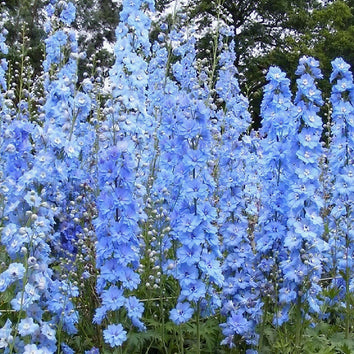Delphinium Plants