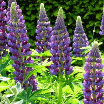 Lupin Plants