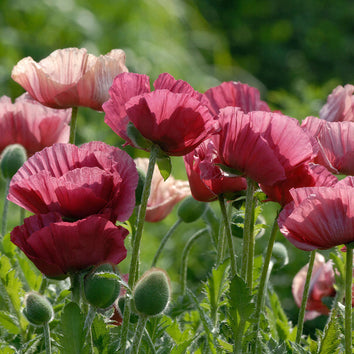 Poppy Plants